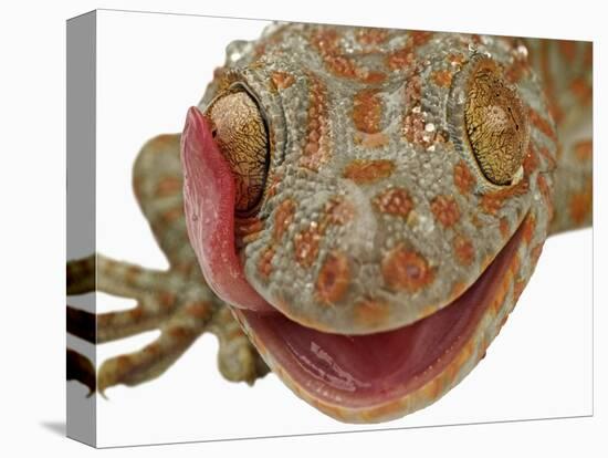 Gecko Licking Eye-Martin Harvey-Premier Image Canvas