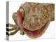 Gecko Licking Eye-Martin Harvey-Premier Image Canvas