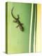 Gecko on Plant, Madagascar-Edwin Giesbers-Premier Image Canvas