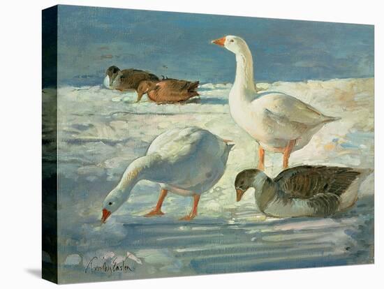 Geese and Mallards, 2000-Timothy Easton-Premier Image Canvas