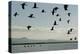 Geese Fly Over Ostriches On Amboseli Lake-Charles Bowman-Premier Image Canvas