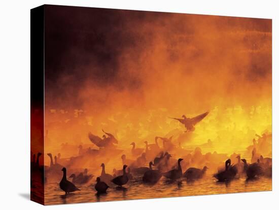 Geese in Sunrise Mist-Arthur Morris-Premier Image Canvas