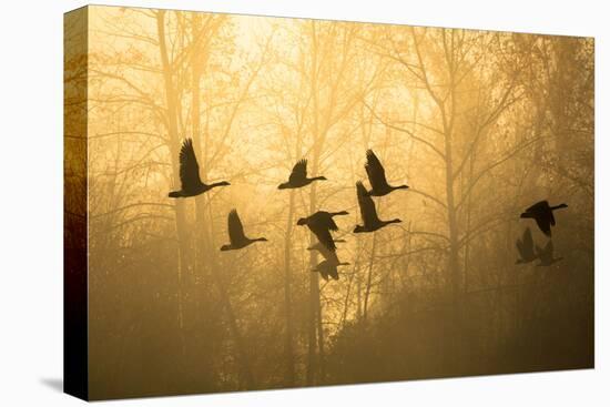 Geese in the Mist-Jason Savage-Stretched Canvas