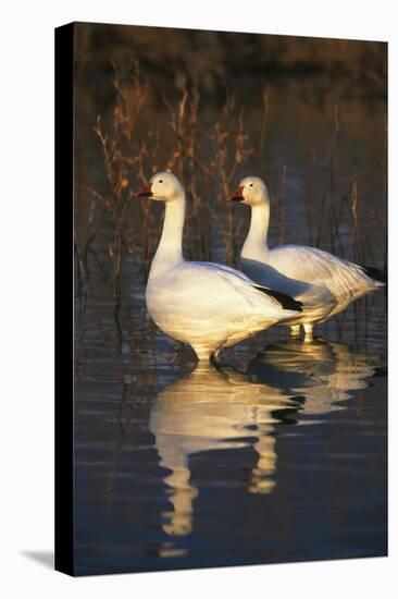 Geese Standing in Pool, Bosque Del Apache National Wildlife Refuge, New Mexico, USA-Hugh Rose-Premier Image Canvas