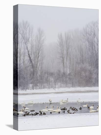 Geese, Swans and Ducks at Pond Near Jackson, Wyoming-Howie Garber-Premier Image Canvas