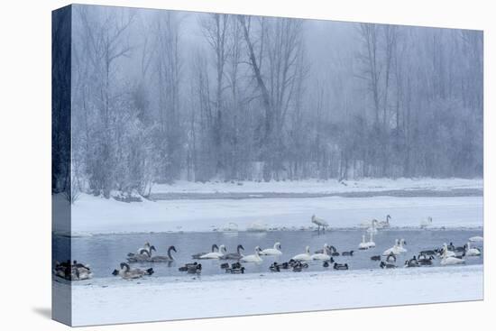 Geese, Swans and Ducks at Pond Near Jackson, Wyoming-Howie Garber-Premier Image Canvas