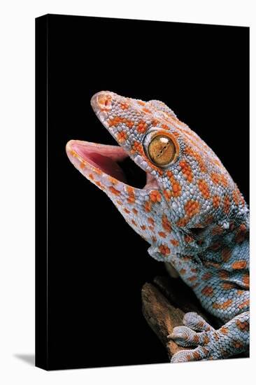 Gekko Gecko (Tokay Gecko)-Paul Starosta-Premier Image Canvas