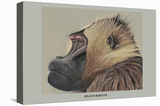 Gelada Baboon-Louis Agassiz Fuertes-Stretched Canvas