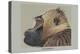 Gelada Baboon-Louis Agassiz Fuertes-Stretched Canvas