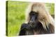 Gelada Mountain Monkey, Simien Mountain, Ethiopia-Keren Su-Premier Image Canvas