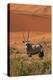 Gemsbok and Sand Dunes, Namib-Naukluft National Park, Namibia-David Wall-Premier Image Canvas