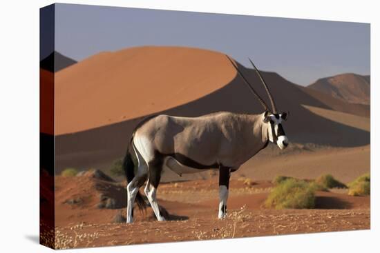 Gemsbok and Sand Dunes, Namib-Naukluft National Park, Namibia-David Wall-Premier Image Canvas