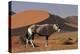 Gemsbok and Sand Dunes, Namib-Naukluft National Park, Namibia-David Wall-Premier Image Canvas