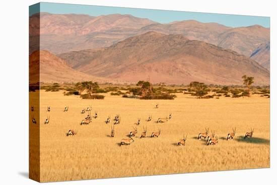 Gemsbok herd in desert after the wet season, Namibia-Eric Baccega-Premier Image Canvas