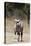 Gemsbok (Oryx gazella), Kalahari, Botswana, Africa-Sergio Pitamitz-Premier Image Canvas