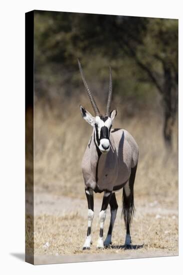 Gemsbok (Oryx gazella), Kalahari, Botswana, Africa-Sergio Pitamitz-Premier Image Canvas