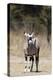 Gemsbok (Oryx gazella), Kalahari, Botswana, Africa-Sergio Pitamitz-Premier Image Canvas