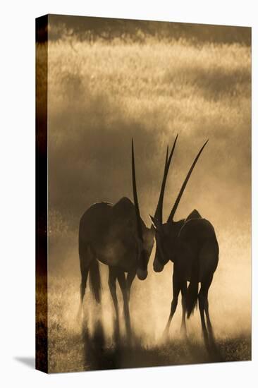 Gemsbok (Oryx gazella), Kgalagadi Transfrontier Park, South Africa, Africa-Ann and Steve Toon-Premier Image Canvas