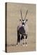 Gemsbok (Oryx gazella), Kgalagadi Transfrontier Park, South Africa, Africa-Ann and Steve Toon-Premier Image Canvas