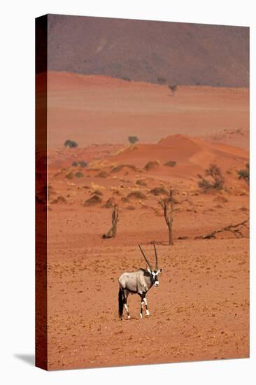 Gemsbok (oryx gazella), NamibRand Nature Reserve, Southern Namibia, Africa-David Wall-Premier Image Canvas