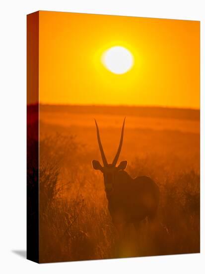 Gemsbok (Oryx Gazella) Silhouetted At Dawn, Kalahari Desert, Botswana-Juan Carlos Munoz-Premier Image Canvas