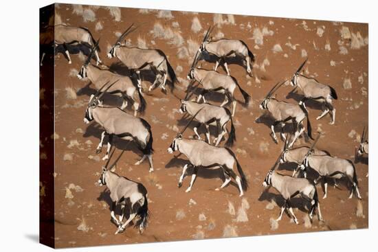 Gemsbok (Oryx Gazella) Viewed from Above, Namib Desert, Namibia-Wim van den Heever-Premier Image Canvas