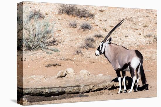 Gemsbok, Oryx Gazella-Artush-Premier Image Canvas