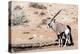 Gemsbok, Oryx Gazella-Artush-Premier Image Canvas