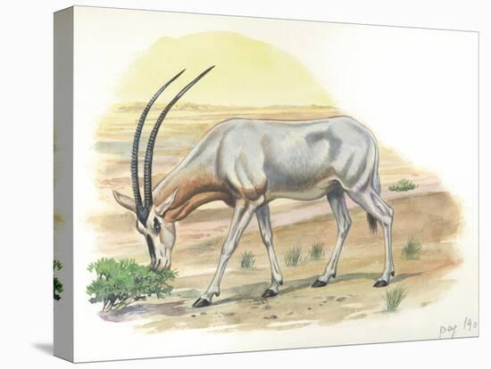 Gemsbok Oryx Gazella-null-Premier Image Canvas