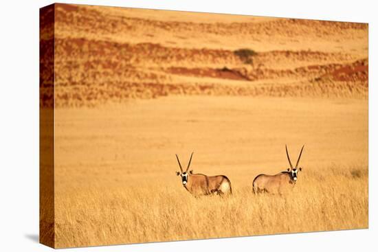 Gemsbok pair standing in grass after wet season, Namibia-Eric Baccega-Premier Image Canvas