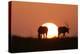 Gemsbok Silhouette at Sunset-null-Premier Image Canvas