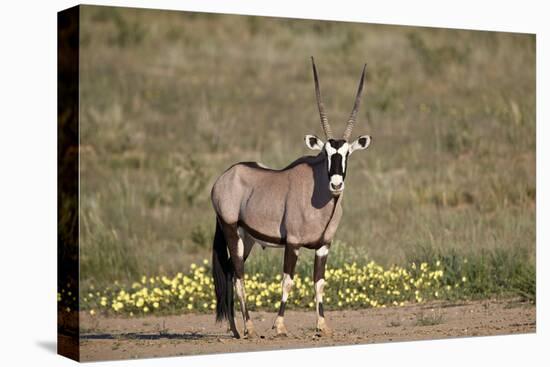 Gemsbok (South African Oryx) (Oryx gazella) buck, Kgalagadi Transfrontier Park, South Africa, Afric-James Hager-Premier Image Canvas