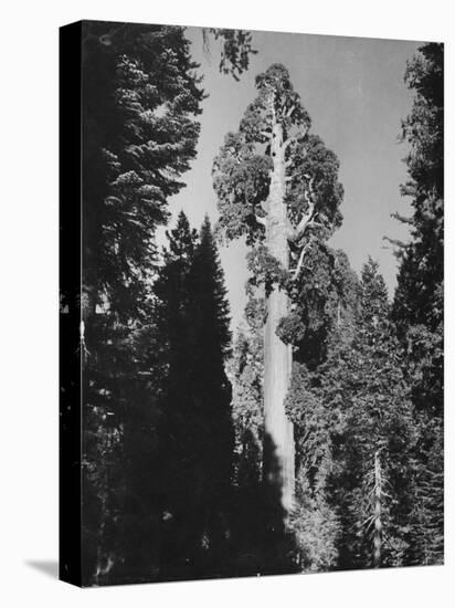 "Gen. Grant's" Sequoia Tree in King's Canyon National Park-J^ R^ Eyerman-Premier Image Canvas