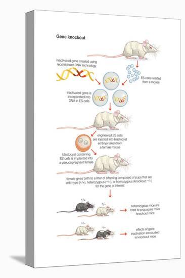 Gene Knockout. Recombinant Dna Technology, Genetic Engineering, Heredity, Genetics-Encyclopaedia Britannica-Stretched Canvas