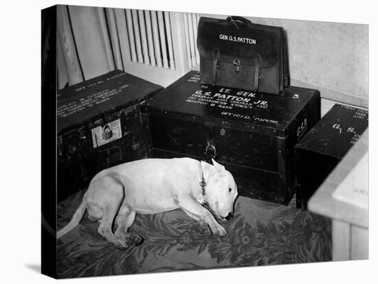 General Georg Patton's Pet Bull Terrier 'Willie'-null-Stretched Canvas