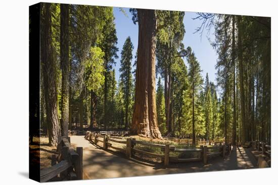 General Sherman in Sequoia National Park.-Jon Hicks-Premier Image Canvas