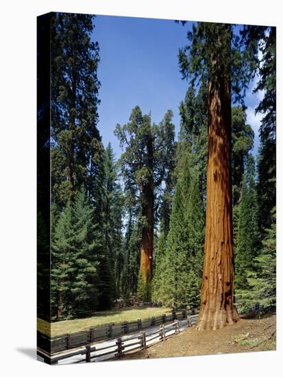General Sherman Tree in the Background, Sequoia National Park, California-Greg Probst-Premier Image Canvas