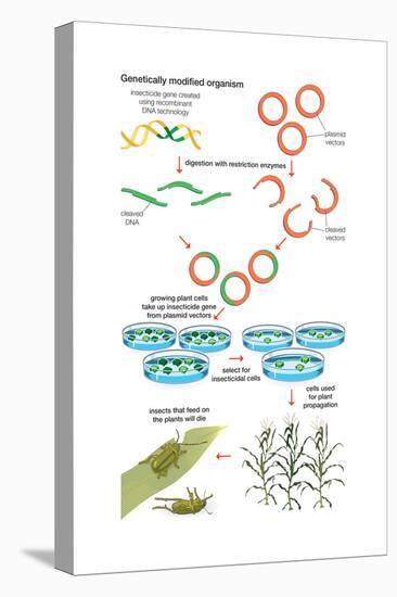 Genetically Modified Organism. Recombinant Dna Technology, Genetic Engineering, Heredity, Genetics-Encyclopaedia Britannica-Stretched Canvas