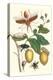 Genip Tree with Palm Weevil, a Long Horned Beetle and an Orchid Bee-Maria Sibylla Merian-Stretched Canvas
