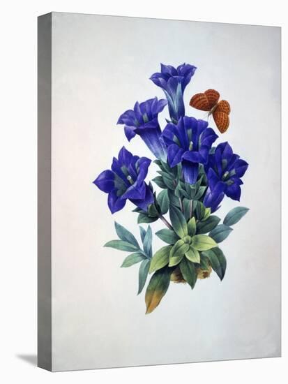 Gentiana Acaulis or Stemless Blue Gentian, from Choix des plus belles fleurs, 1827-33-Pierre-Joseph Redouté-Premier Image Canvas