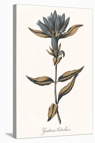 Gentiana Catesbaci - Golden-A^ Poiteau-Stretched Canvas