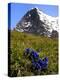 Gentians, Alpine Flowers in Front of the Eiger, Kleine Scheidegg, Bernese Oberland, Switzerland-Richardson Peter-Premier Image Canvas