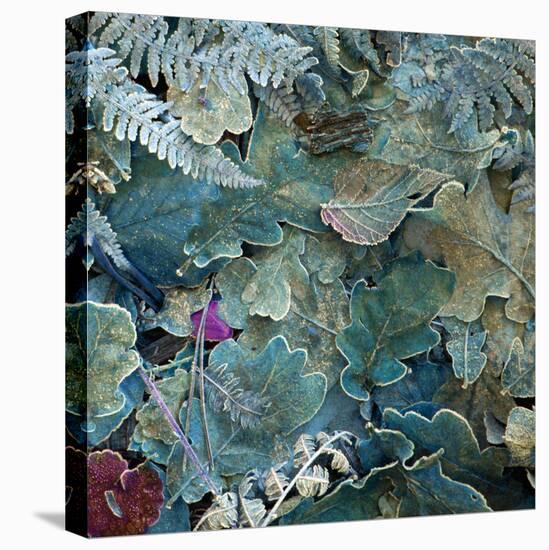 Gentle Blue Frosted Leafes in the Forest-Alaya Gadeh-Premier Image Canvas