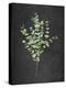 Gentle Eucalyptus on Black-Mercedes Lopez Charro-Stretched Canvas