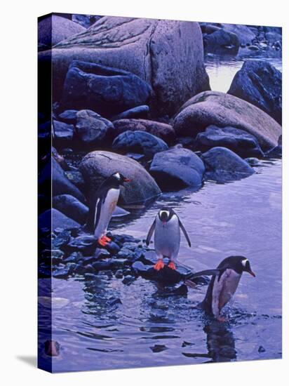 Gentoo Penguin, Antarctica-Joe Restuccia III-Premier Image Canvas