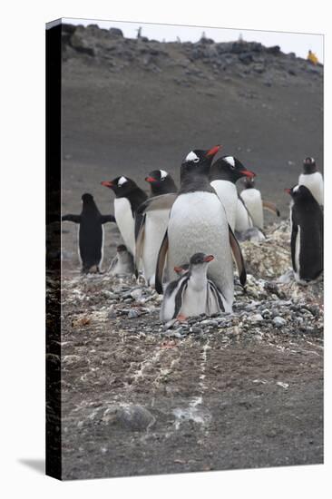 Gentoo Penguin. Barrientos Island, South Shetland Islands Antarctica.-Tom Norring-Premier Image Canvas