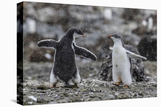 Gentoo Penguin Chicks (Pygoscelis Papua) in Ecstatic Display at Brown Bluff, Polar Regions-Michael Nolan-Premier Image Canvas