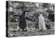 Gentoo Penguin Chicks (Pygoscelis Papua) in Ecstatic Display at Brown Bluff, Polar Regions-Michael Nolan-Premier Image Canvas