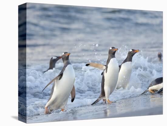 Gentoo penguin close to the sea on a beach in the Falkland Islands in January.-Martin Zwick-Premier Image Canvas