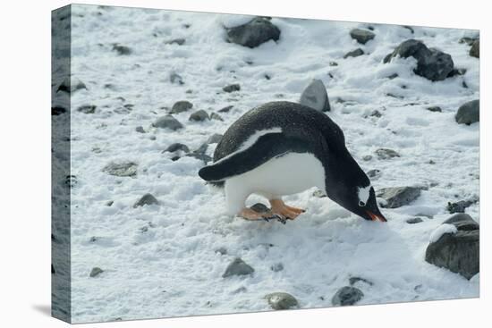 Gentoo Penguin, Cuverville Island, Antarctica-Natalie Tepper-Stretched Canvas